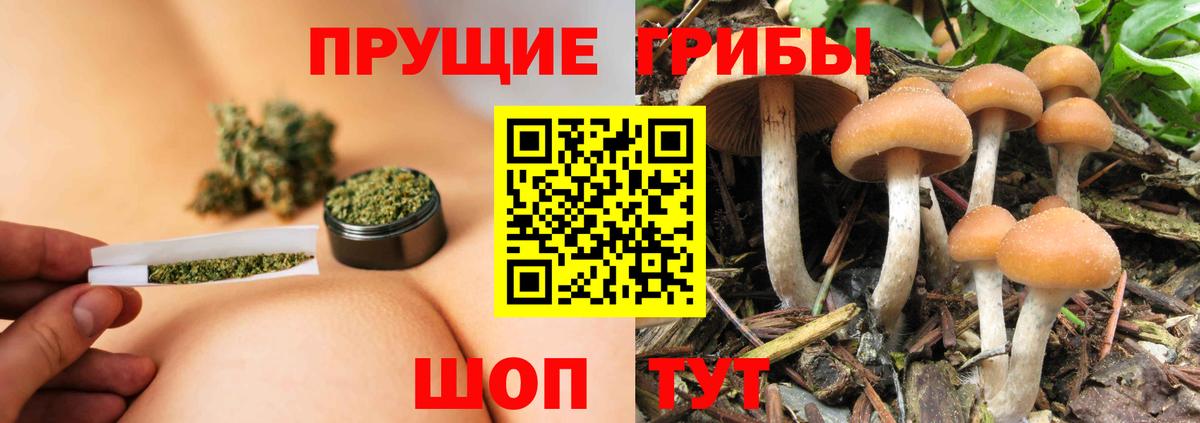 Псилоцибиновые грибы прущие грибы  Галлюциногенные грибы Psilocybine cubensis  Вход с VPN  купить наркотики цена  Тамбов 